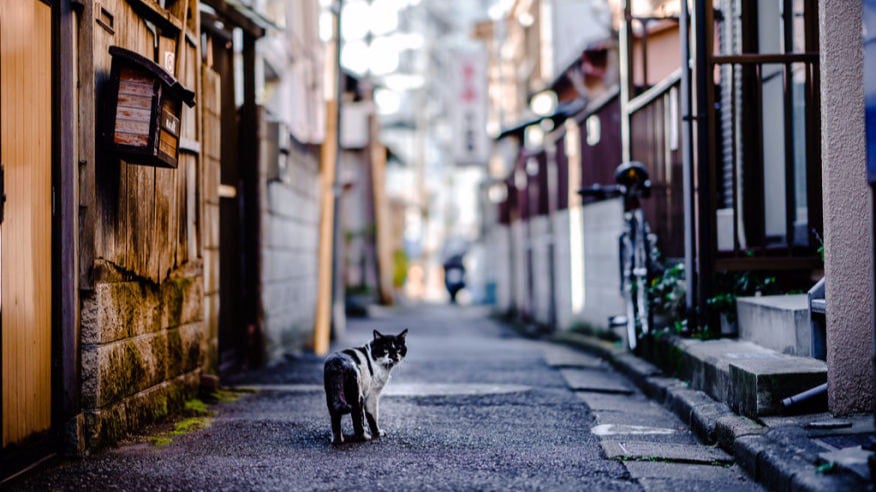 ロジねこ